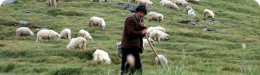 shepherd