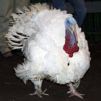 turkey