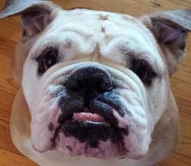 bulldog