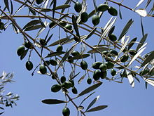 220px-Olive branch