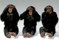 chimps