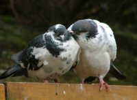 pda