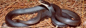 black_racer_big