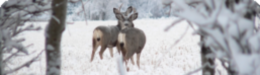 deer
