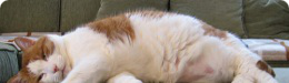 oldcat